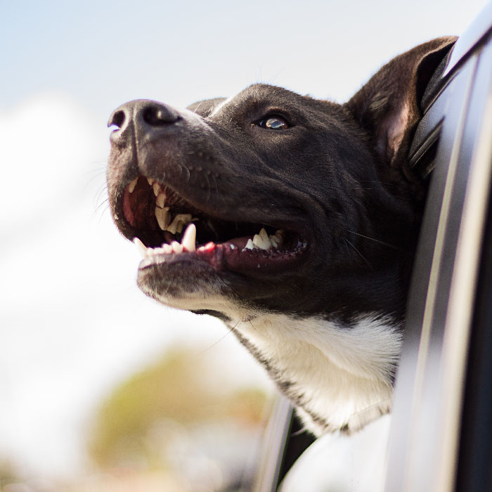 motion sickness medicine for dogs